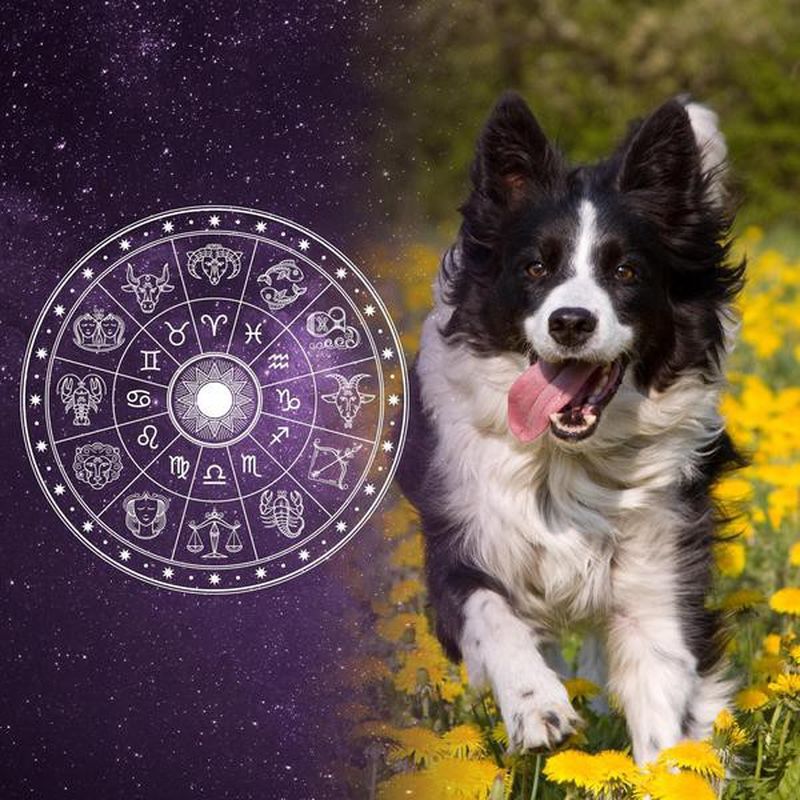 Best Dog Breeds for All 12 Horoscope Signs | FamilyMinded
