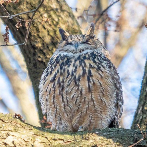 Flaco, New York's Celebrity Owl, Found Dead After Crash