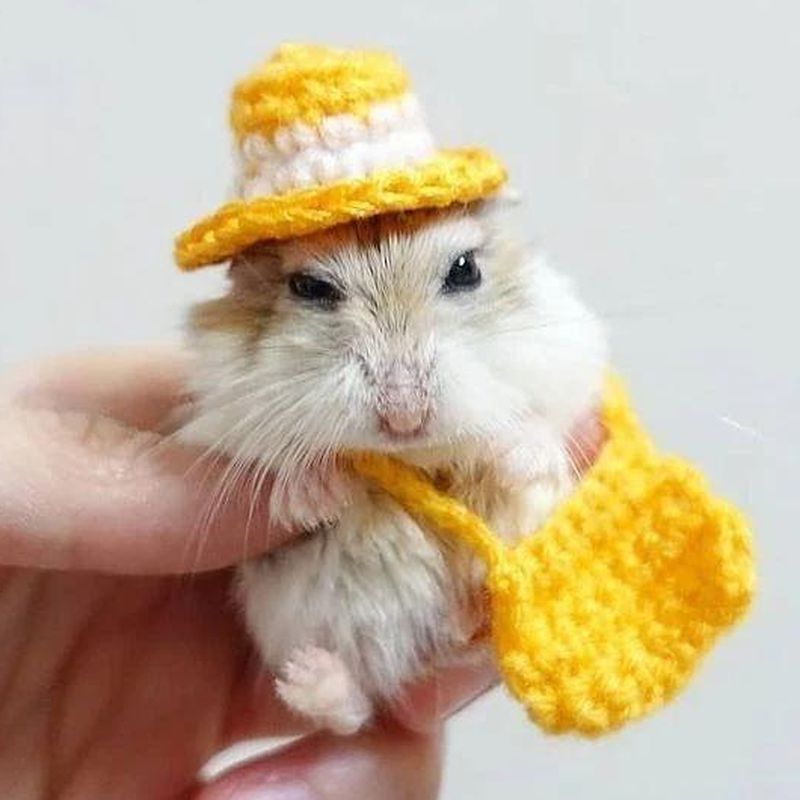 the cutest hamster ever
