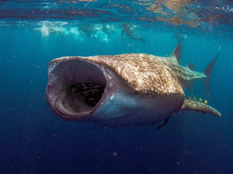 35 of the Biggest Ocean Animals | Always Pets