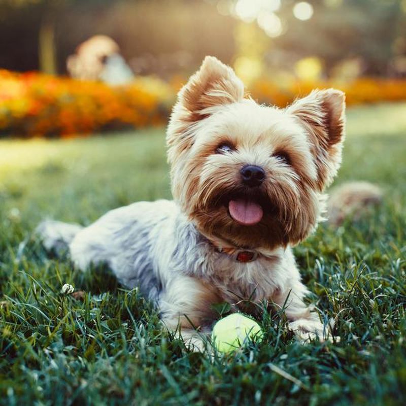 39 Best Emotional Support Dog Breeds | FamilyMinded