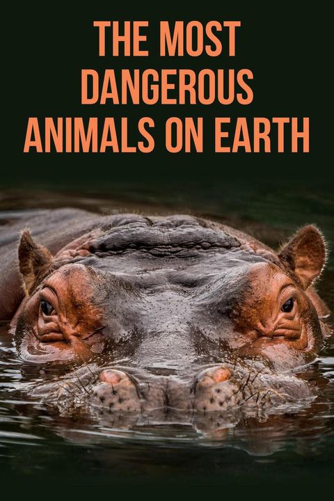 35 Most Dangerous Animals on Earth | Far & Wide