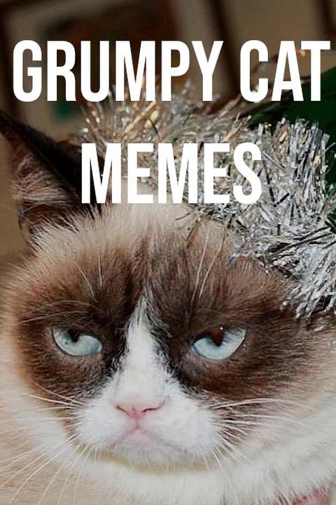35 of the Funniest Grumpy Cat Memes Ever Created | Always Pets