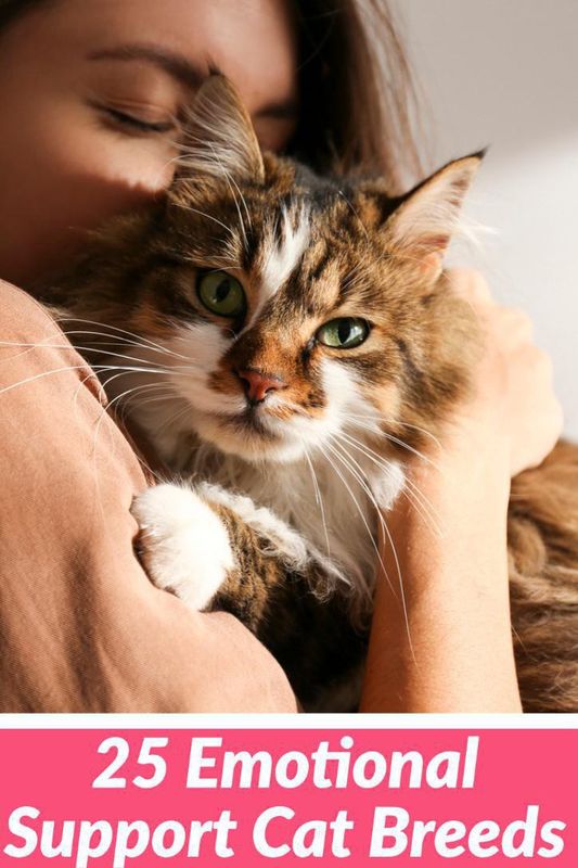 Therapy cheap cat breeds