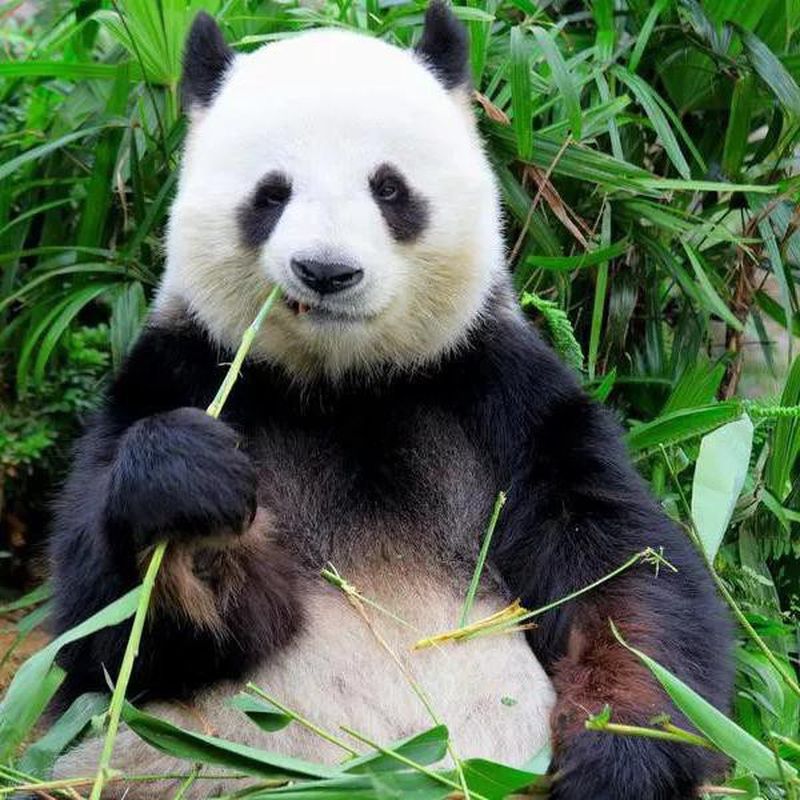 25 Facts About Cute Pandas You Won't Believe