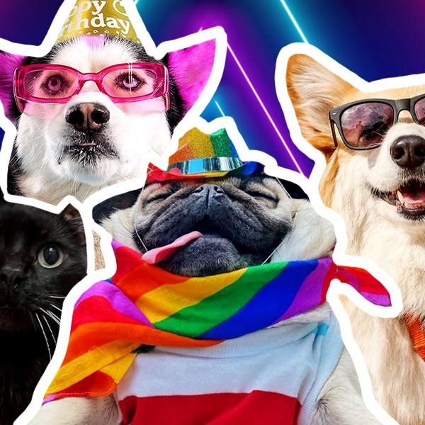 30 Animal Influencers With the Most Popular TikTok Videos