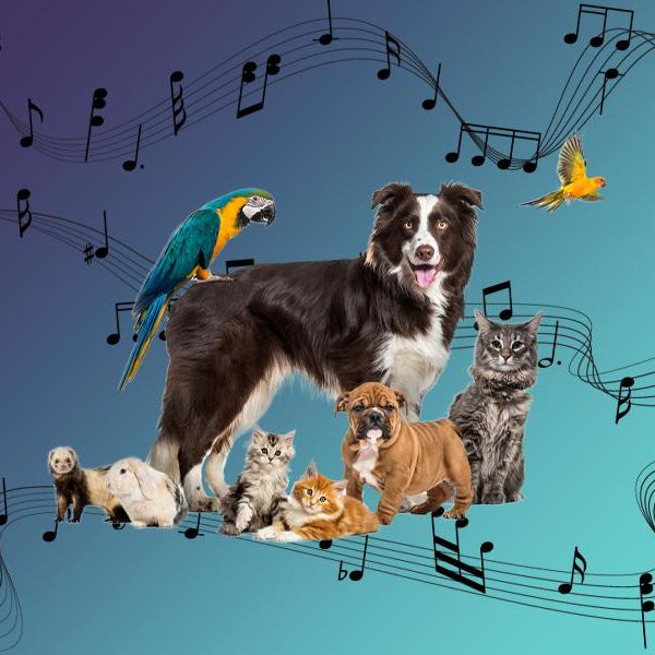 Hit Songs About Animals We Can't Stop Singing