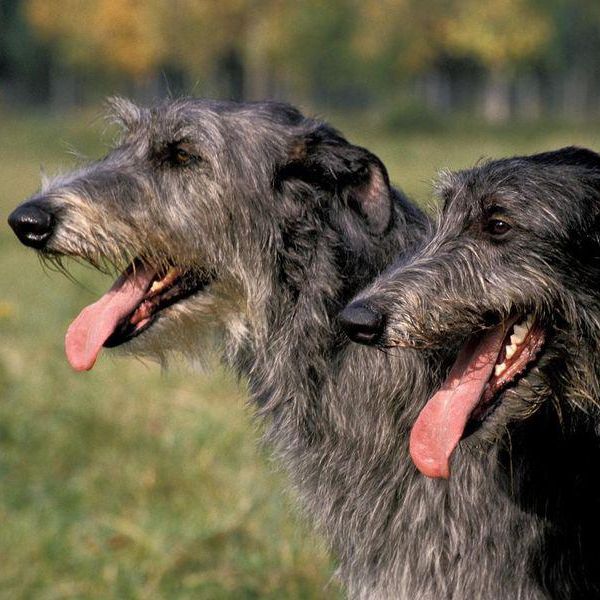 15 Tallest Dog Breeds, Ranked by Height