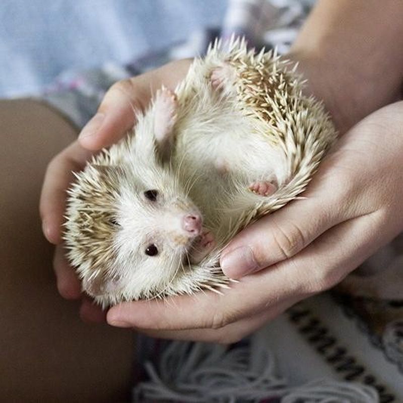 15 Unusual Small Pets for Kids to Own | Always Pets