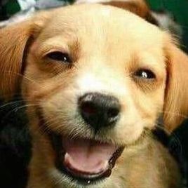 Smiling Dog Memes That Will Make You Happy