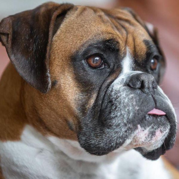 10 Scariest Dog Breeds, Ranked