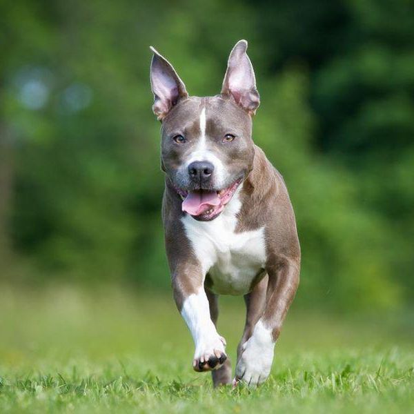 Why the American Staffordshire Terrier Is So Misunderstood