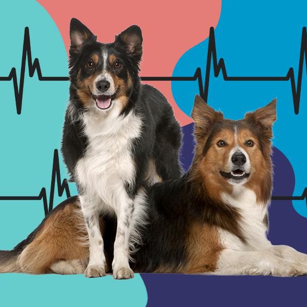 10 Common Dog Diseases to Watch Out For
