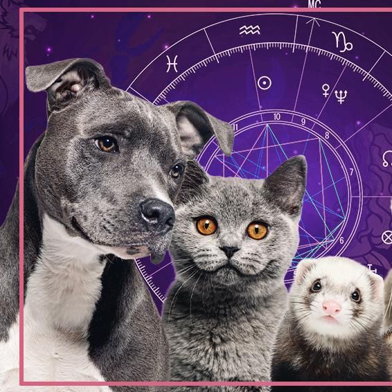 Worst Pets to Keep, According to Your Horoscope