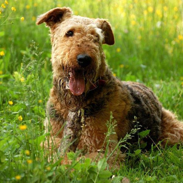 Why the Airedale Terrier Is Considered the 'King of Terriers'