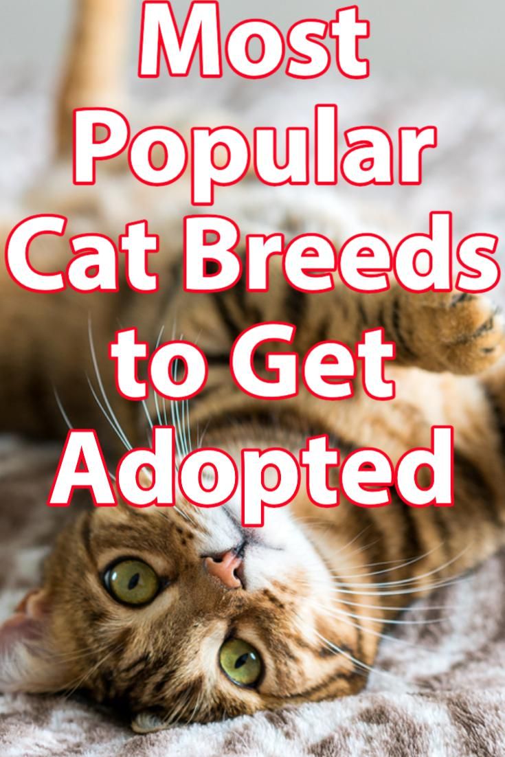 Top 10 Most Popular Cat Breeds to Adopt As Pets