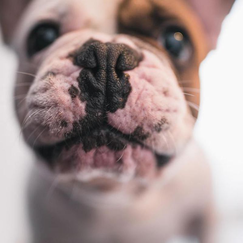 100+ Cute Dog Captions for Insta | FamilyMinded
