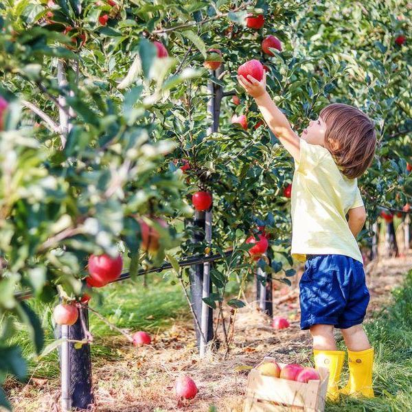 Fall Is Finally Here! These Are the Best Places to Go Apple Picking in America