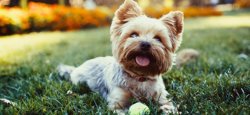 Yorkshire terrier hot sale emotional support dogs