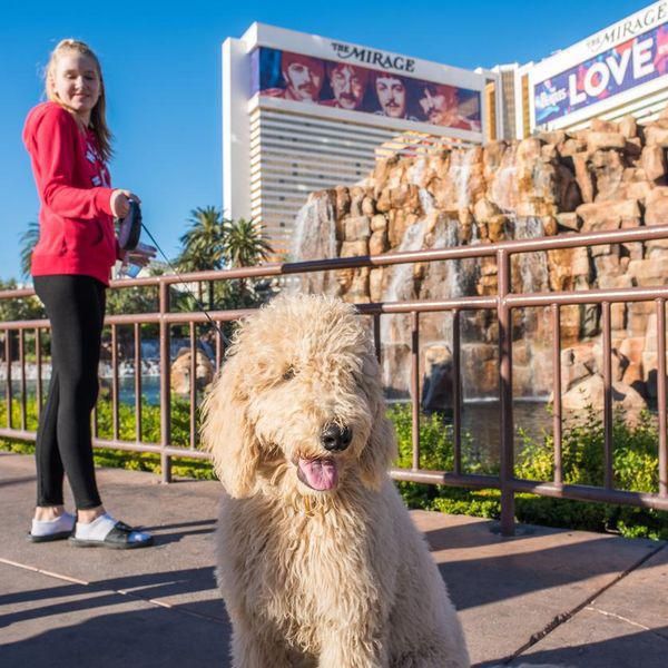 Most Pet-Friendly Cities in the U.S., Ranked