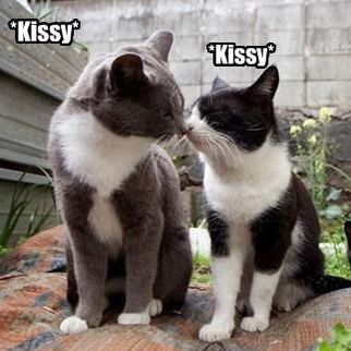 Funny Cat Memes That Perfectly Sum Up Relationships
