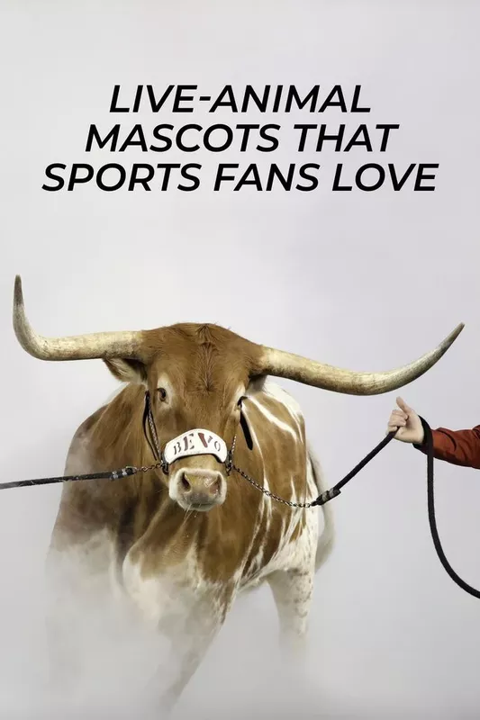 Why don't any sports teams have white people as mascots, but other species  of animals are okay? - Quora