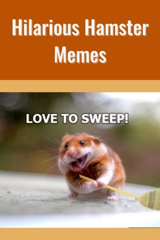 funny hamsters meme