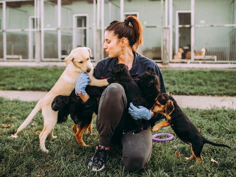 Fetching Careers: 16 Jobs Where You Can Work With Dogs | Work + Money