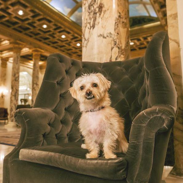 Best Pet-Friendly Hotels in the U.S., Ranked