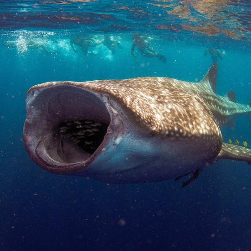 35 of the Biggest Ocean Animals | Always Pets