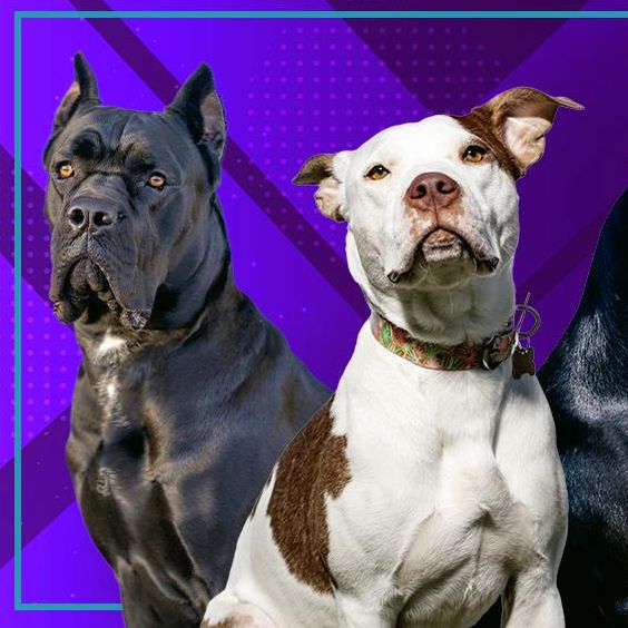 Most Illegal Dog Breeds in the World, Ranked