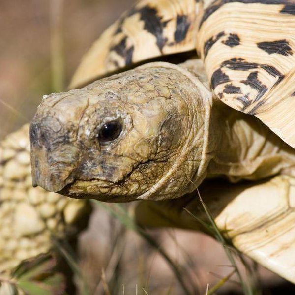 Your Guide to Caring for a Sulcata Tortoise