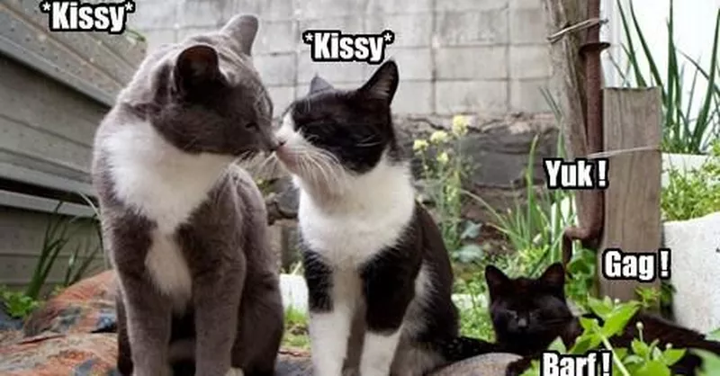 True love - Animals  Cats, Funny cats, Funny cute cats