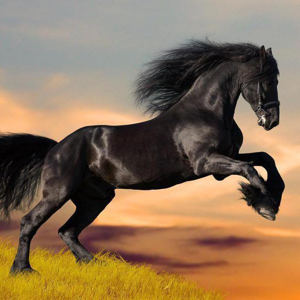 25 Most Expensive Horse Breeds (Think in the Millions)