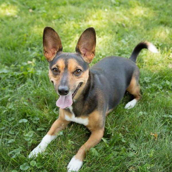 Why Is the Rat Terrier Such a Good Family Pet?