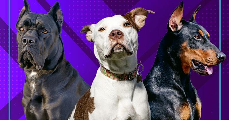 Most Illegal Dog Breeds in the World, Ranked