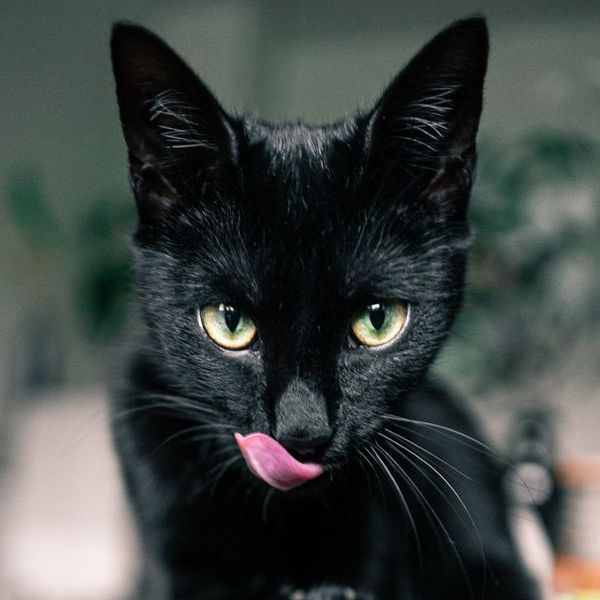 Good or Bad Luck? 30 Black Cat Superstitions, Myths & Facts | Always Pets