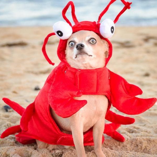 50 Pet Costume Ideas That Will Have Everyone Laughing