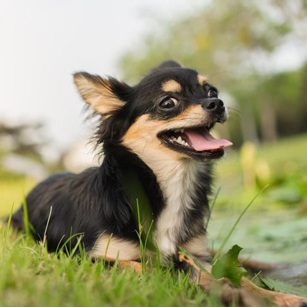 Best Small Dog Breeds to Own, Ranked