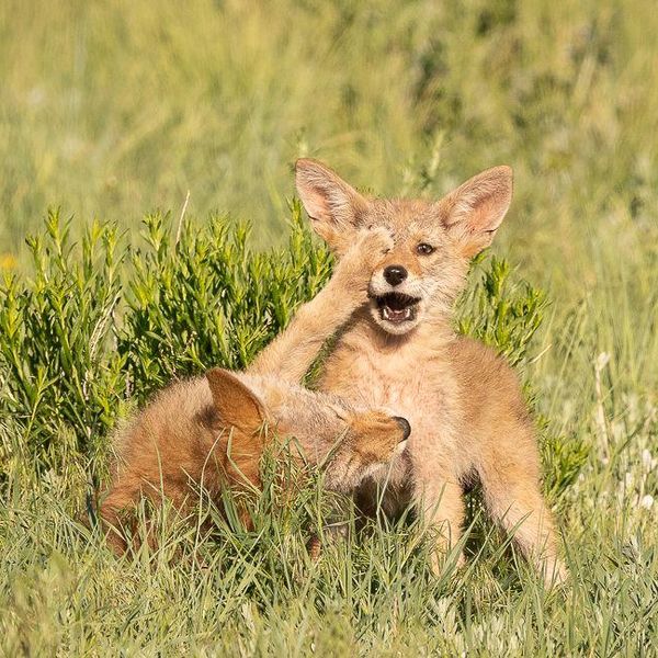 This Year's Comedy Wildlife Photos Will Make You LOL