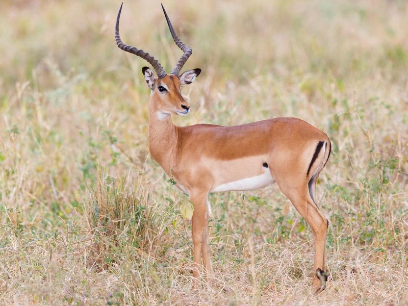Impala in Tarangire National Park, Tanzania Africa