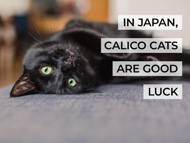 In Japan, Calico Cats Are Good Luck