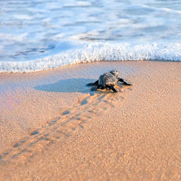 Baby Sea Turtles Are the Unsung Heroes of the Sea
