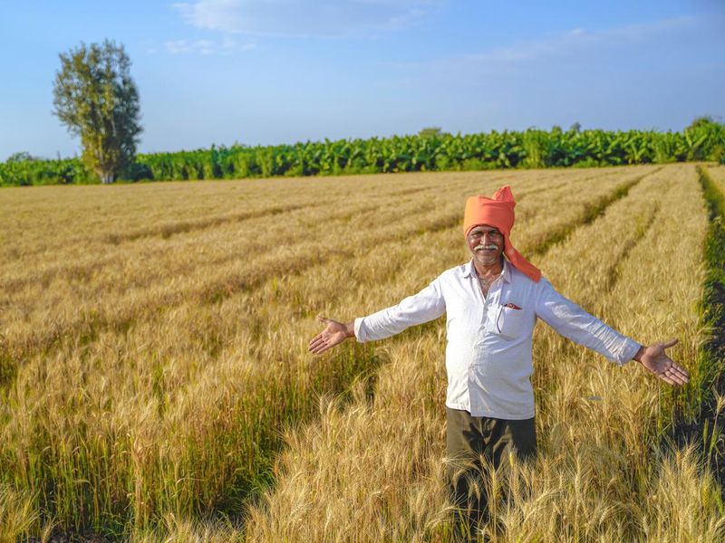 Indian farmer standing at wheat field