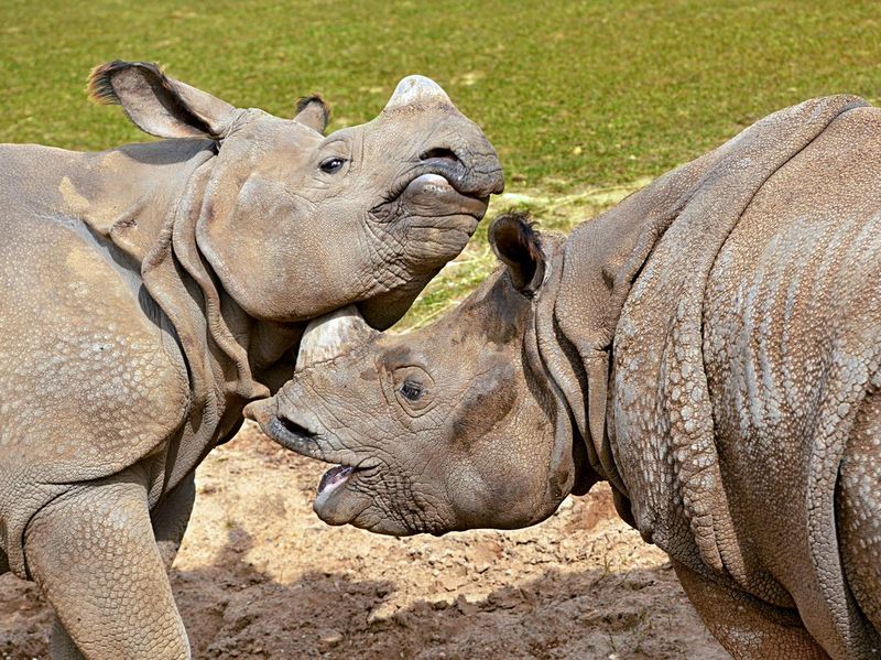 Indian rhinoceros playing