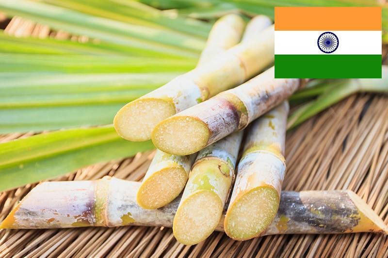 Indian sugar cane