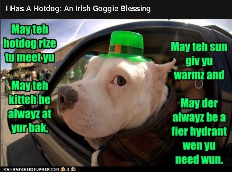 Irish doggie blessing meme