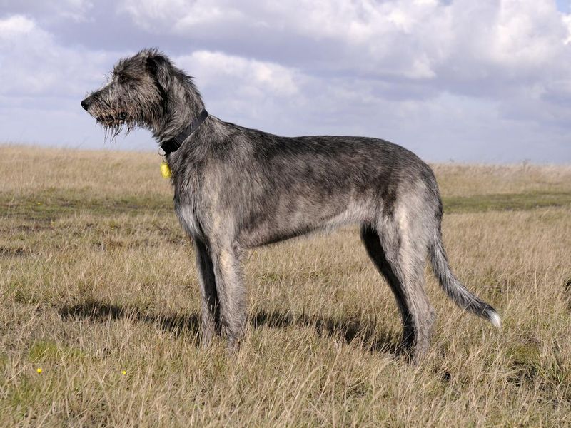 Irish wolfhound dog