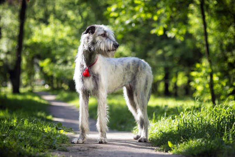 Irish wolfhound in a park