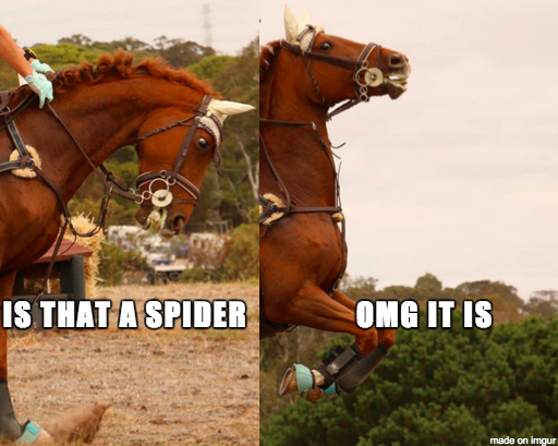 Is that a spider meme